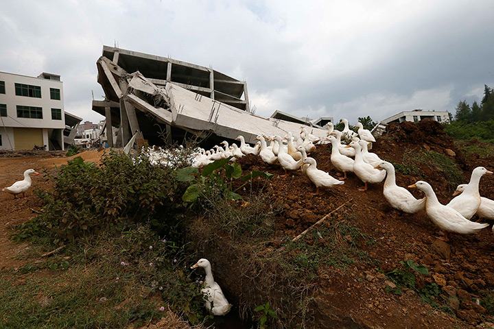 24 hours: Haikou, China: A flock of ducks stands in front of a demolished house 