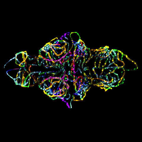 Nikon Small World: Nikon Small World photography competition 2012 winners