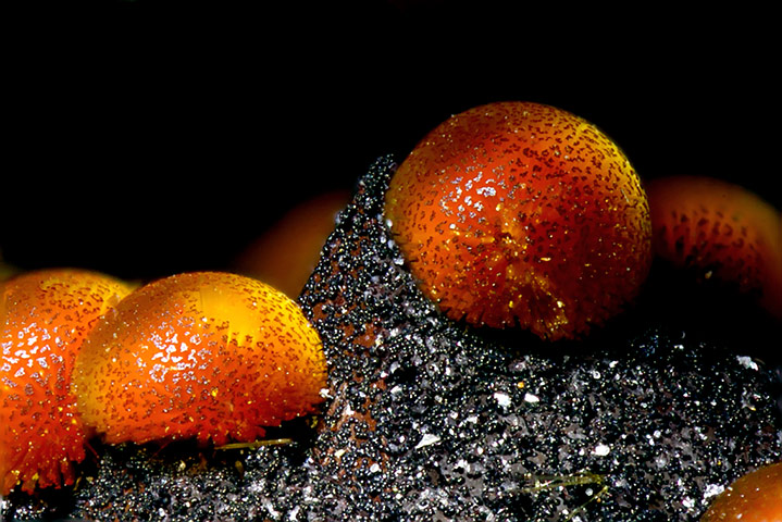 Nikon Small World: Nikon Small World photography competition 2012 winners
