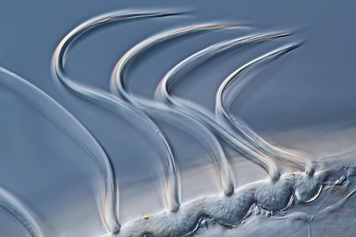 Nikon Small World: Nikon Small World photography competition 2012 winners