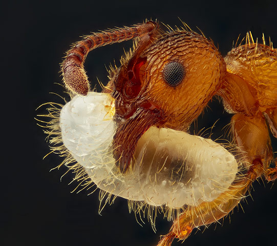 Nikon Small World: Nikon Small World photography competition 2012 winners