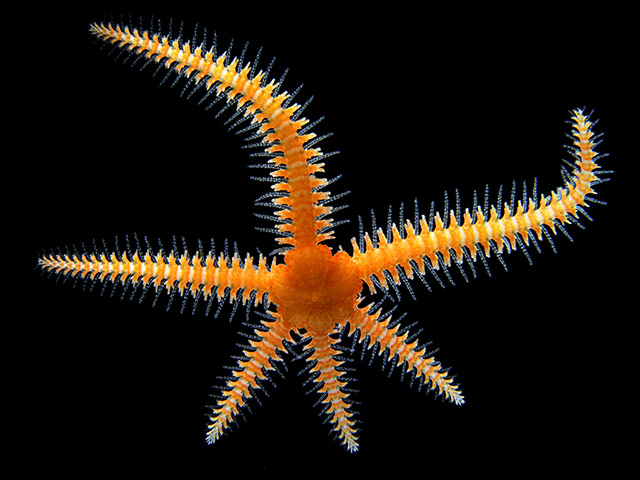 Nikon Small World: Nikon Small World photography competition 2012 winners