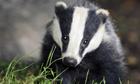 A badger 