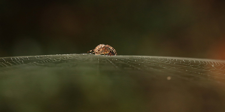 24 hours in pictures:  A spider devours an insect caught in its web