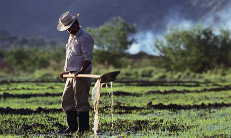 Colombian Rice Farmer