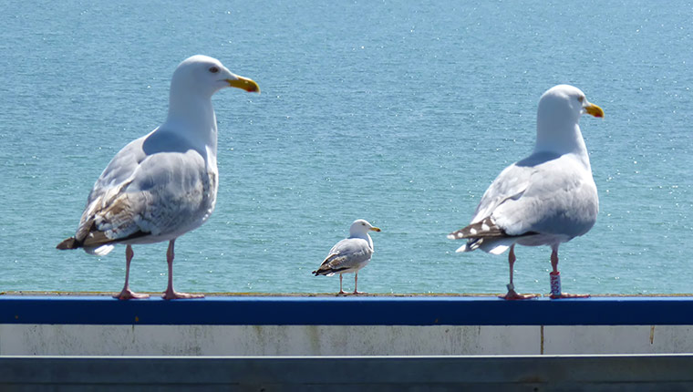 Your Pictures: trick: Three seagulls, the one int he centre is very small