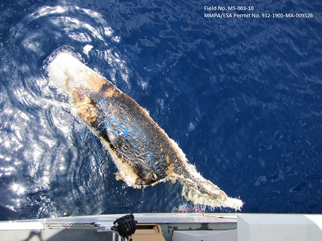 BP Deepwater: A dead sperm whale in the Gulf of Mexico 