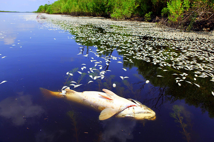 Toxic pollution: dead fish 