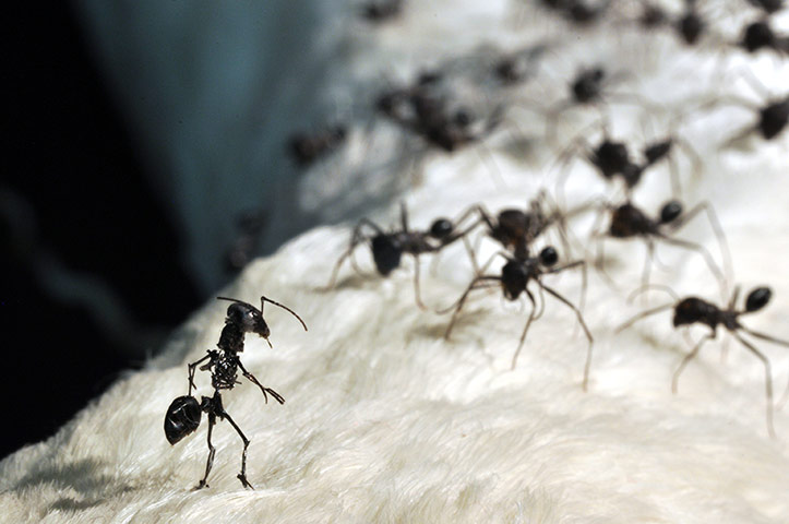 Exhibitionist2710: Damien Hirst, Tessa Farmer