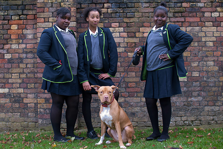 Dogs: Abeni, Leilah and Kermia with Storm