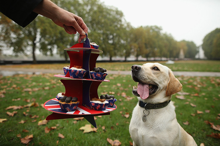 Westminster Dog: A dog is teased with some dog treats outside The Houses of Parliament 