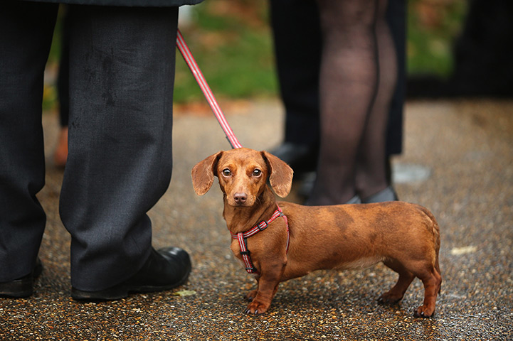 Westminster Dog: A Miniature Dachshund stands amongst participants