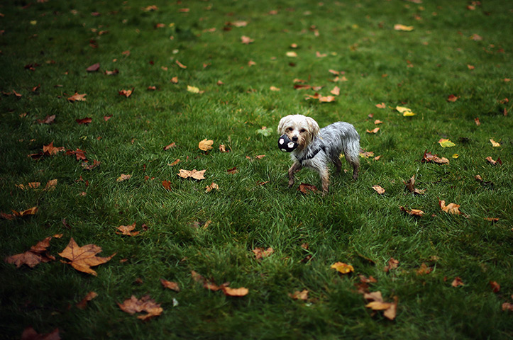 Westminster Dog: A dog plays on the grass outside The Houses of Parliament