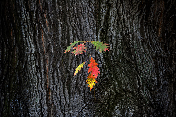 Week in Wildlife: Coloured leaves hang on a tree at the garden of Pillnitz Castle