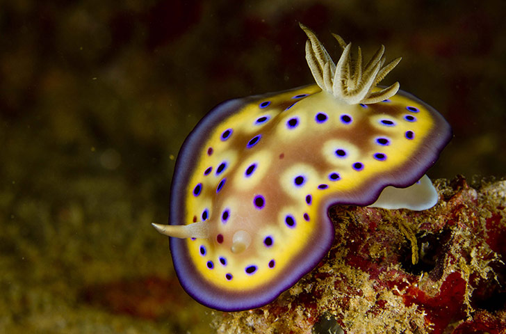 Week in Wildlife: Chromodoris kuniei nudibranch, Mabul, Borneo, Malaysia