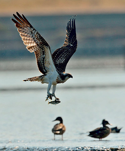 Week in Wildlife: Osprey snatching two fishes on the Hyeongsang river in Pohang, South Korea
