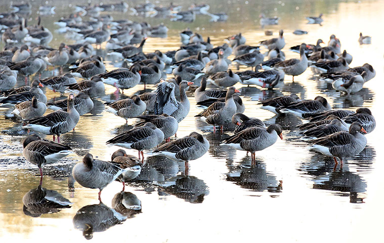 Week in Wildlife: Wild geese stand in the shallow water 