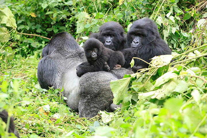 Week in Wildlife: A band of mountain gorillas rest in a clearing, Virunga national park, DRC