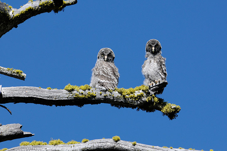 Week in Wildlife: Two juvenile Great Gray Owls