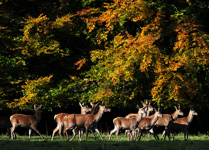 Week in Wildlife: Studley Royal Deer Park deers