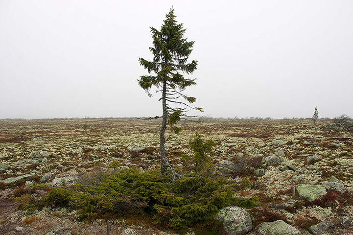 Week in Wildlife: world's oldest tree of 9,500 years on Fulufjallet plateau, Sweden