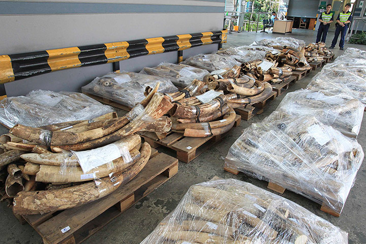 Week in Wildlife: Seized elephant tusks are presented by Hong Kong Customs in Hong Kong