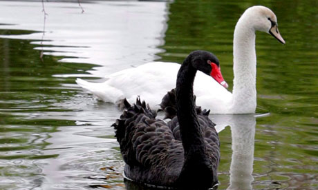 Black and white swans