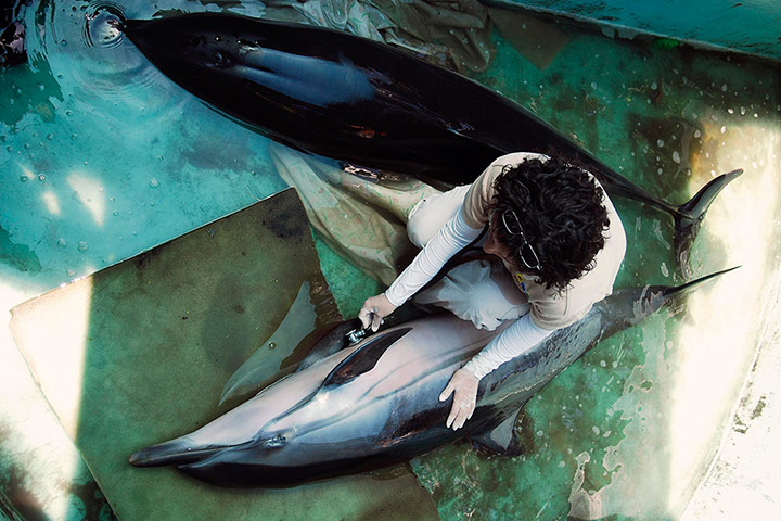 Week in Wildlife: A veterinarian uses a stethoscope on a female dolphin in San Diego