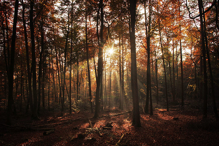 Week in Wildlife: Autumn forest