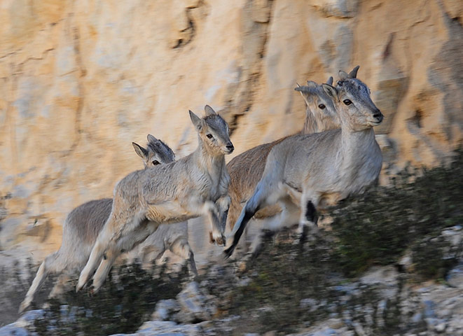 Week in Wildlife: bharals, or blue sheep