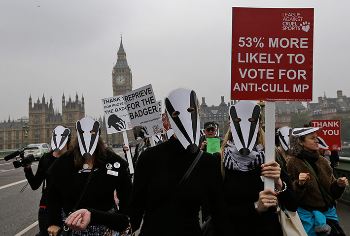 Week in Wildlife: Badger Cull