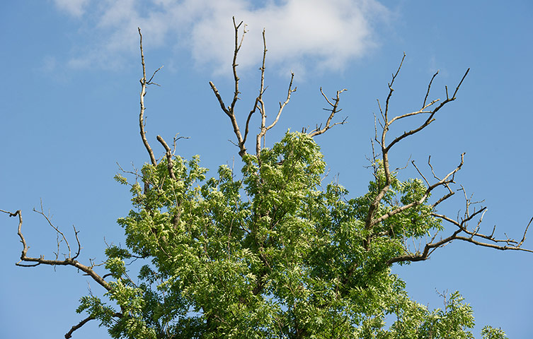Week in Wildlife: Mysterious Fungus causes Ash Dieback