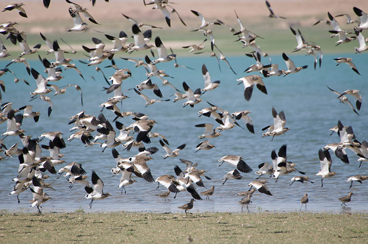 Week in Wildlife: Lapwings