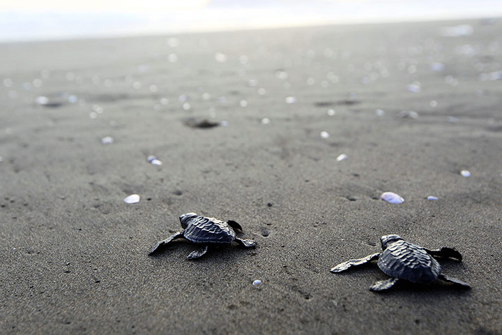 24 hours: Banyuwangi, Indonesia: Olive ridley sea turtles