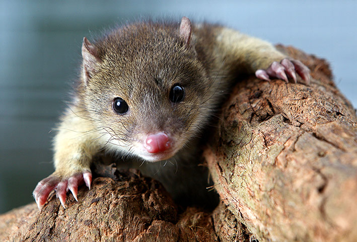 24 hours: Victoria, Australia: A baby tiger quoll at Apollo Bay