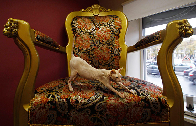 20 Photographs: Dyushes, a Don Sphynx cat, at the 'Cats Republic' art cafe in St Petersburg