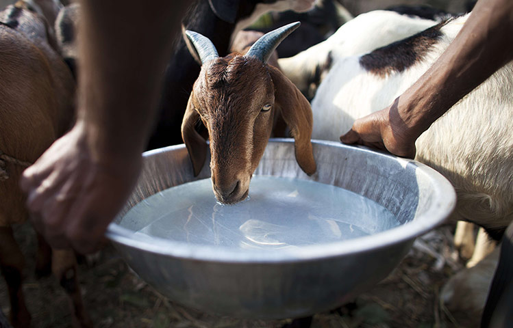 20 Photographs: An Indian goat herder gives a goat water in New Delhi
