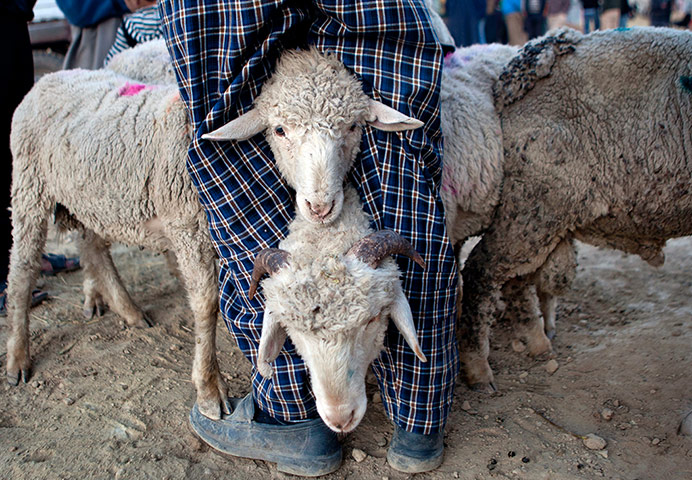 24 hours: A Kashmiri Muslim holds sheep between his legs 
