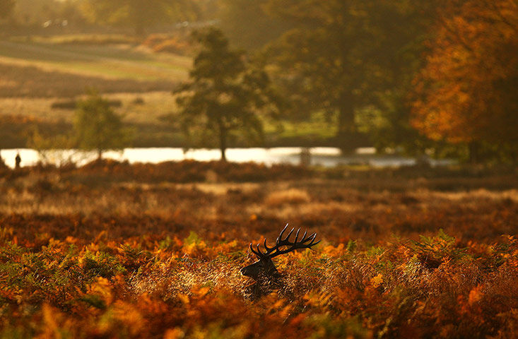 20 Photographs: Deer In London's Richmond Park
