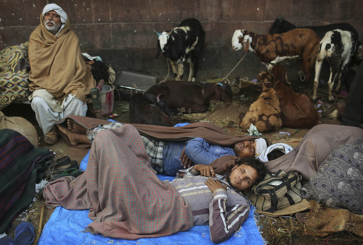 24 hours: New Delhi, India: Men sleep next to their goats