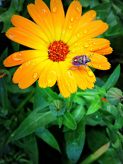 RHS photography: The winning photograph in the Under-11s category by Amber Rose Amos