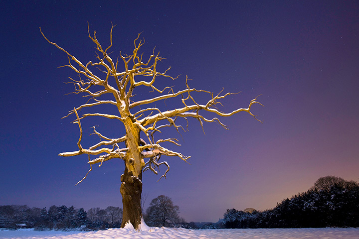 RHS photography: A highly commended photograph in the Plant Portrait category by Tim Hunt 