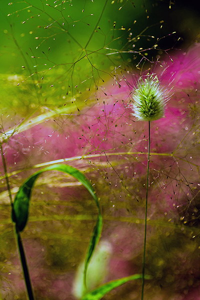 RHS photography: First in the Abstract & Details Category 