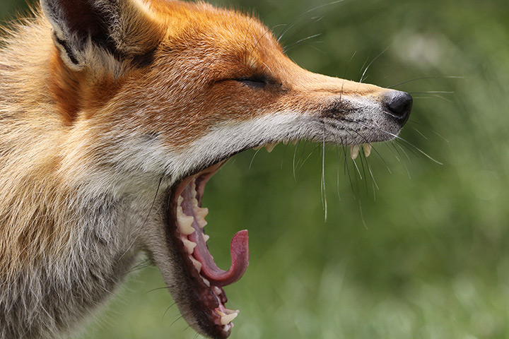 RHS photography: Second prize in the Wildlife in the Garden Category by Angela Rogers