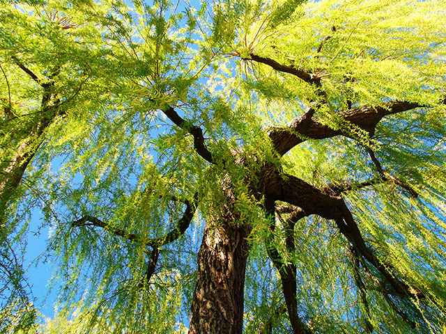 RHS photography: First prize in the Plant Portrait Category by Tom Hard