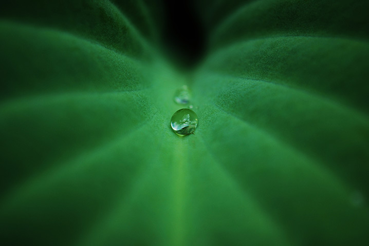 RHS photography: Commended in the Aged 11-17s Category - Elliot Gill