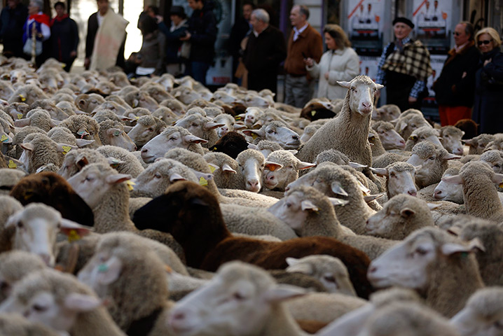 24 hours: Madrid, Spain: A merino sheep looks over its herd
