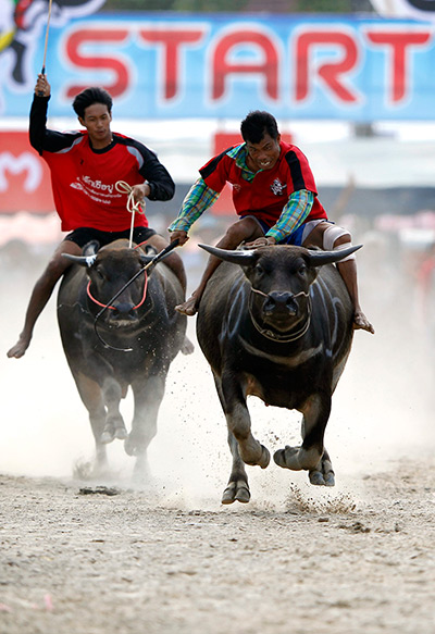 24 hours: Chonburi province, Thailand: water buffalo races