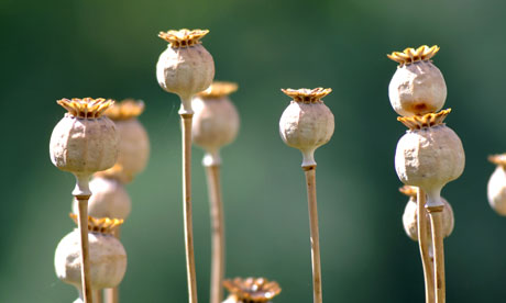 Poppy seed heads