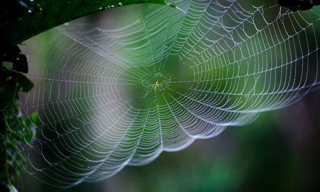 Spider Web